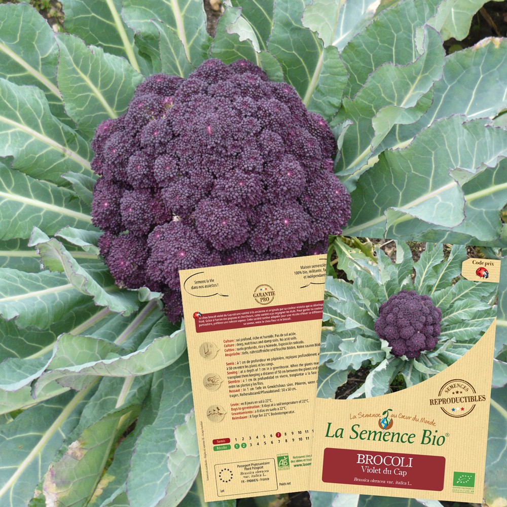 Brocoli violet du cap bio