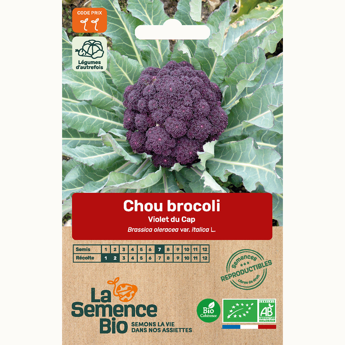 Chou brocoli violet du cap - graines bio