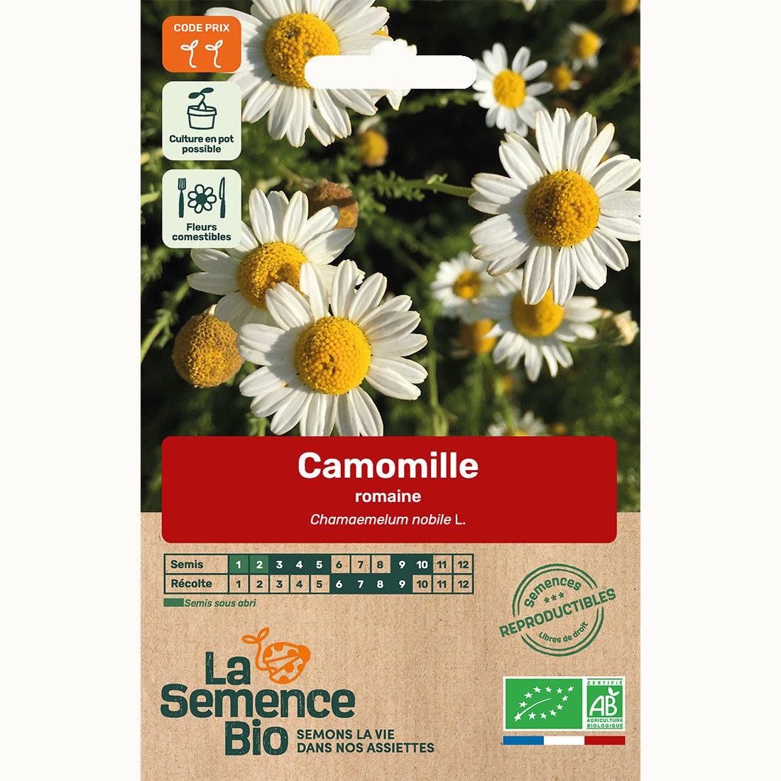 Camomille romaine - graines bio