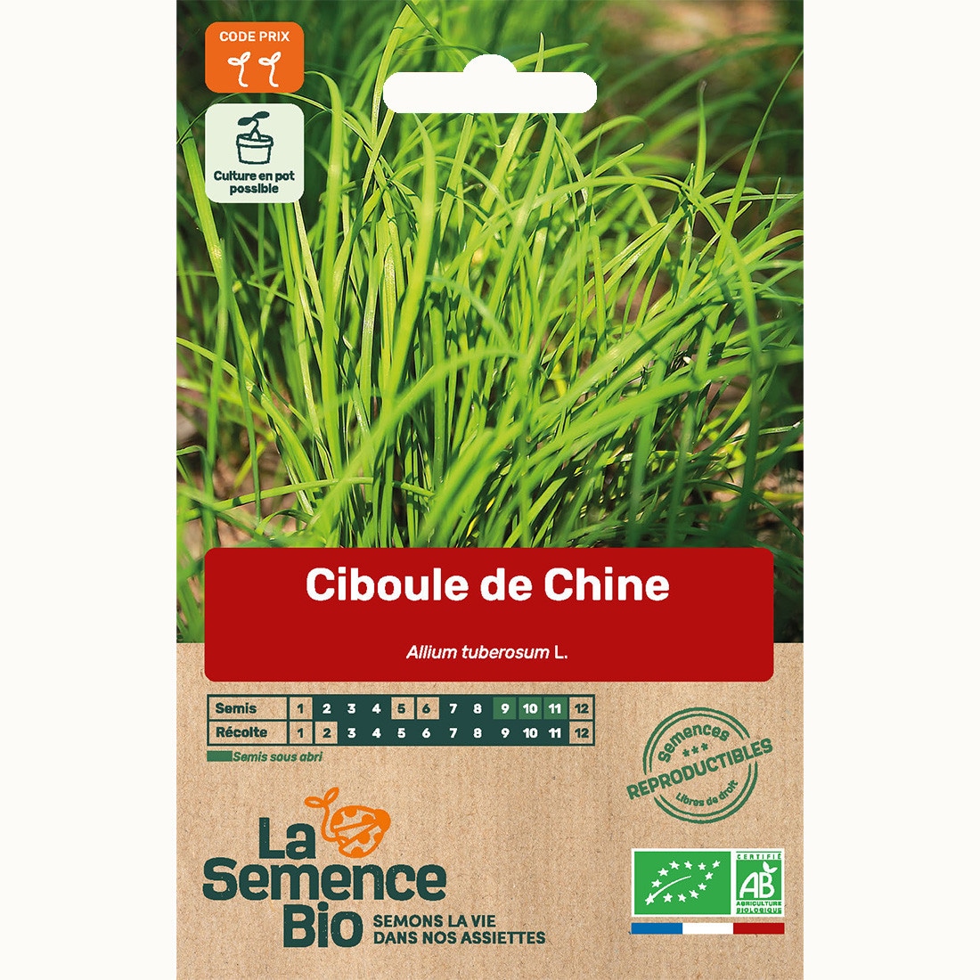 Ciboule de chine - graines bio