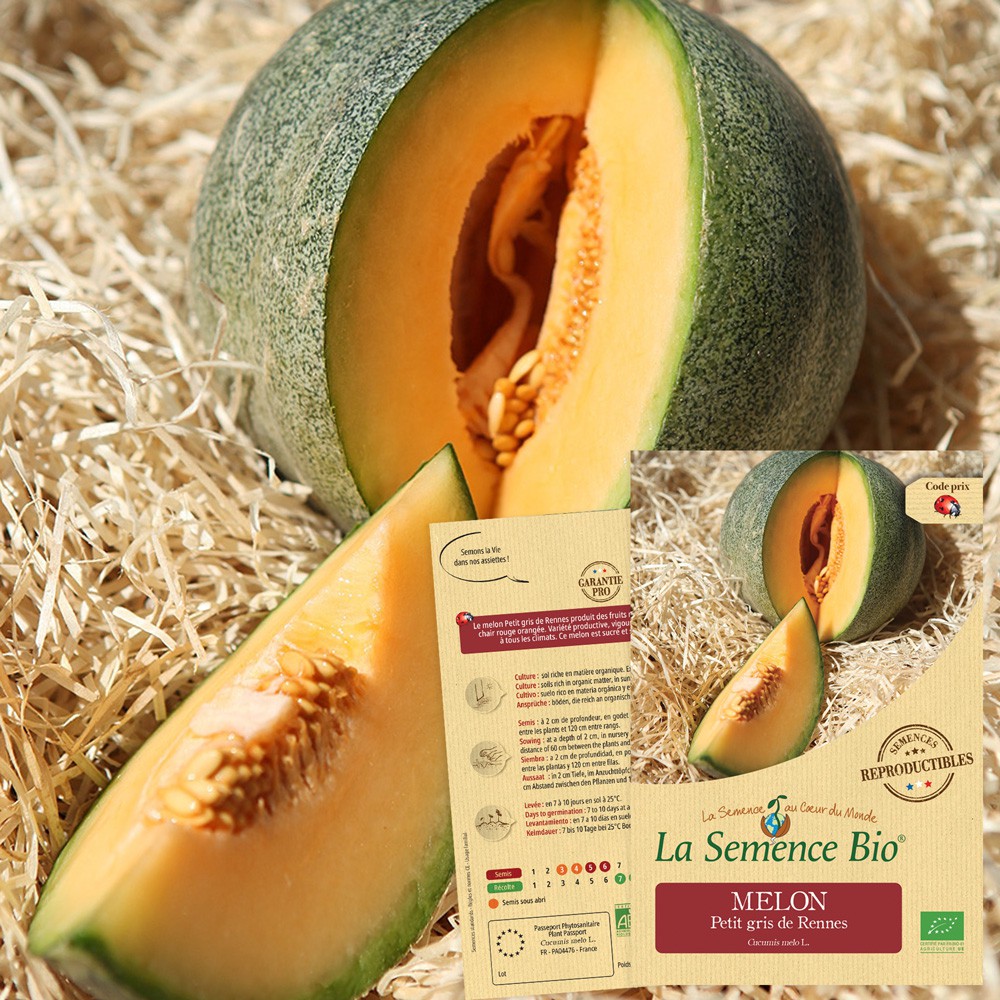 Melon petit gris de rennes bio