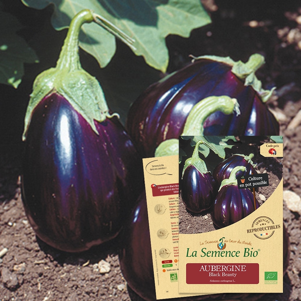 Aubergine black beauty bio