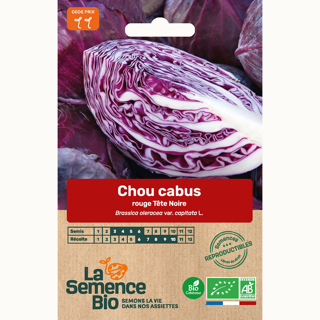 Chou cabus rouge tête noire 3 - graines