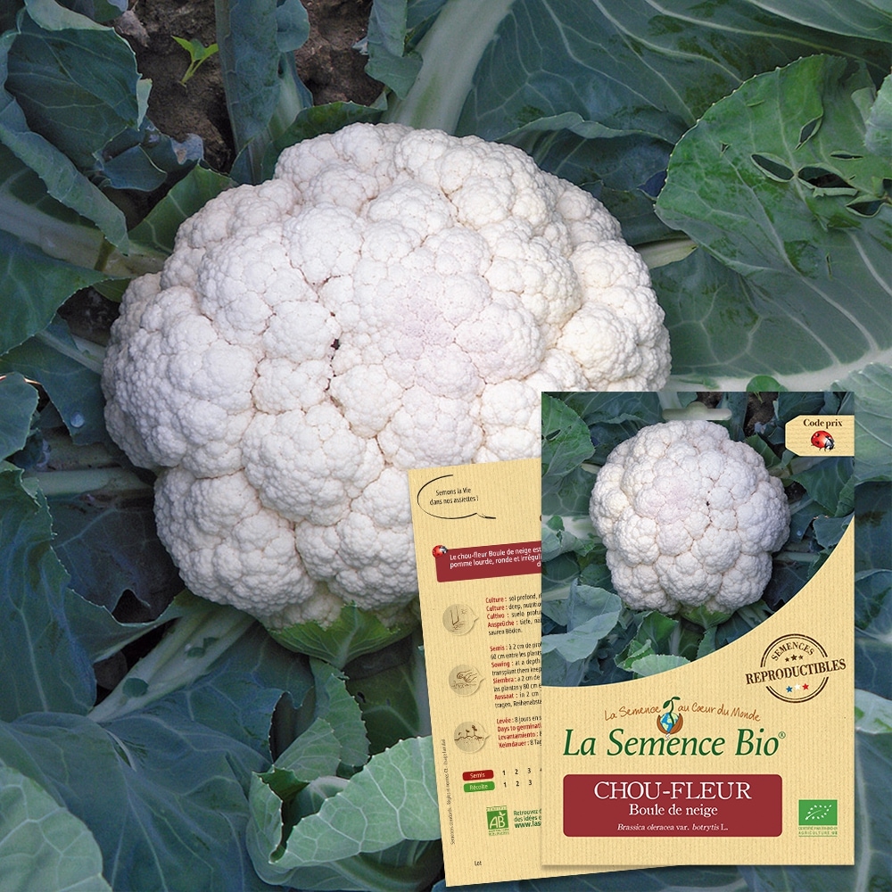 Chou-fleur boule de neige bio