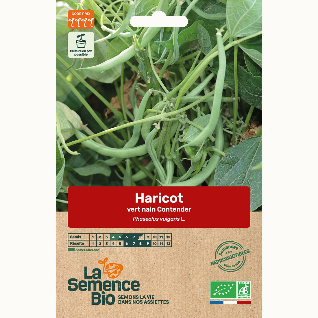 Haricot vert nain contender - graines bi