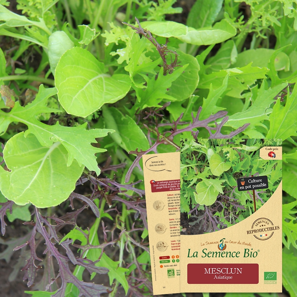 Mesclun asiatique bio