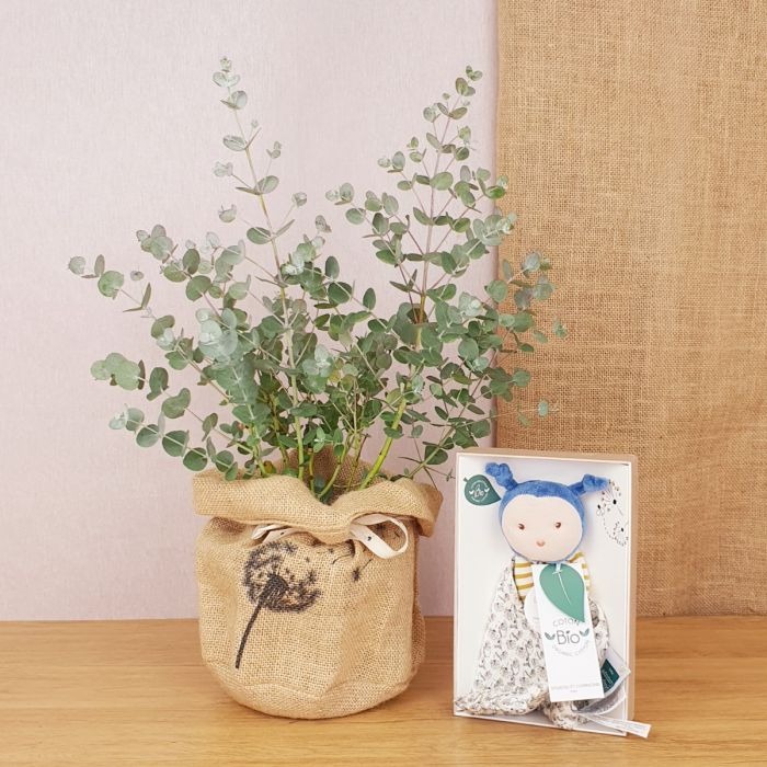 Coffret, l'eucalyptus et son doudou bio