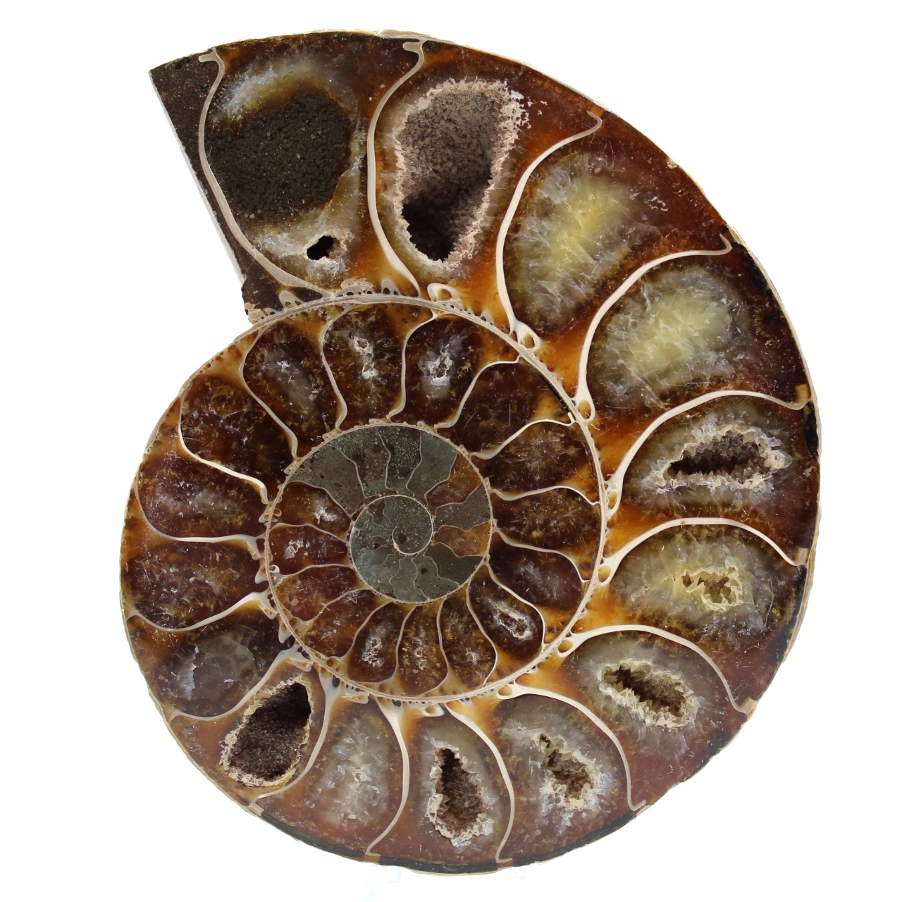 Ammonite 215gr 105mm de madagascar