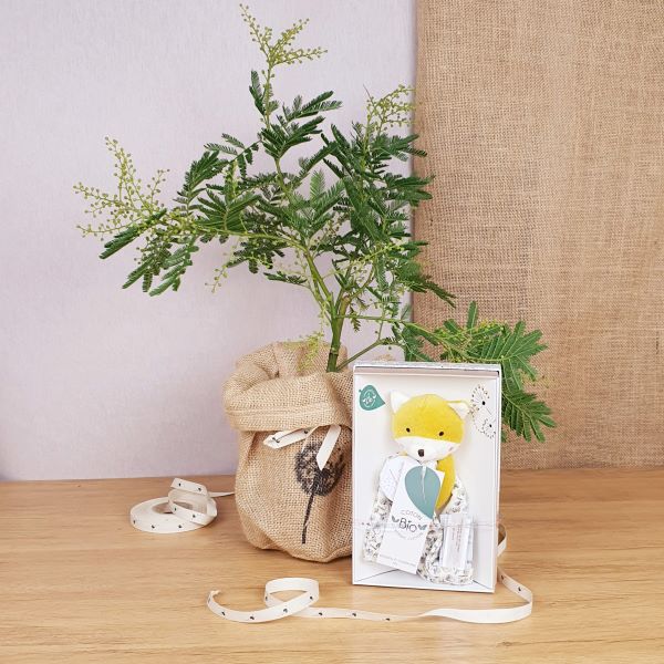 Coffret le mimosa, son doudou renard bio