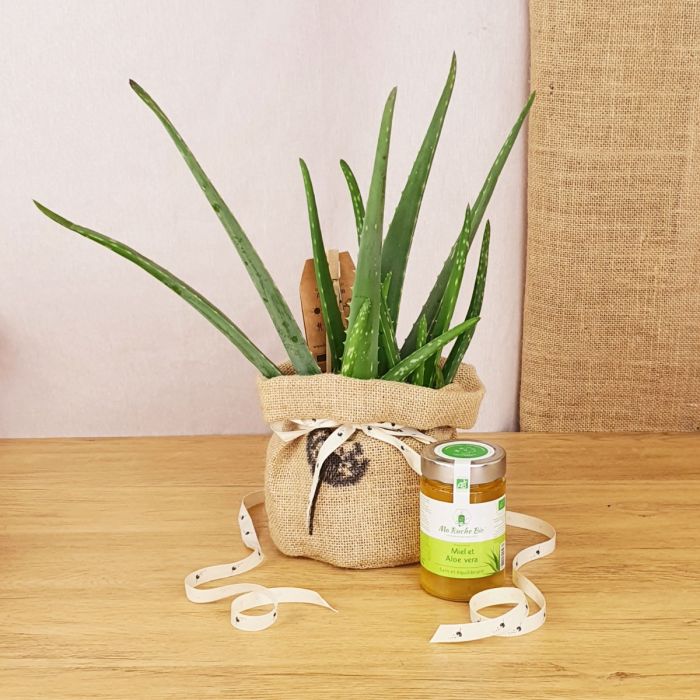 Coffret d'une aloe vera, son miel bio