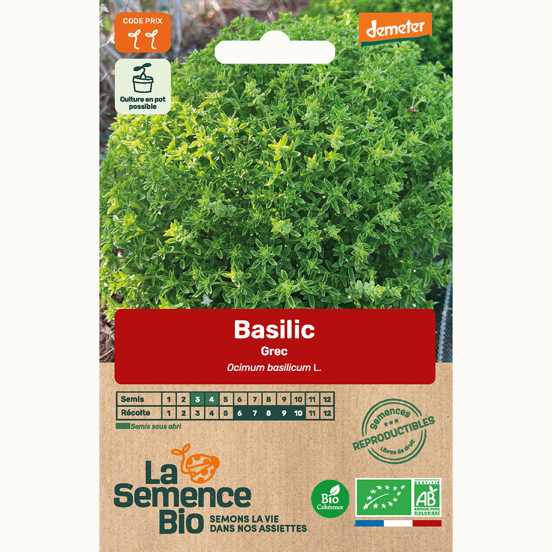 Basilic grec - graines bio