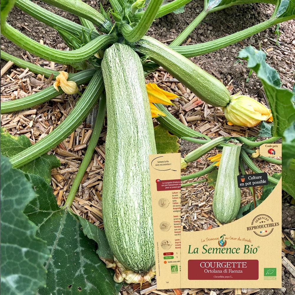 Courgette ortolana di faenza bio