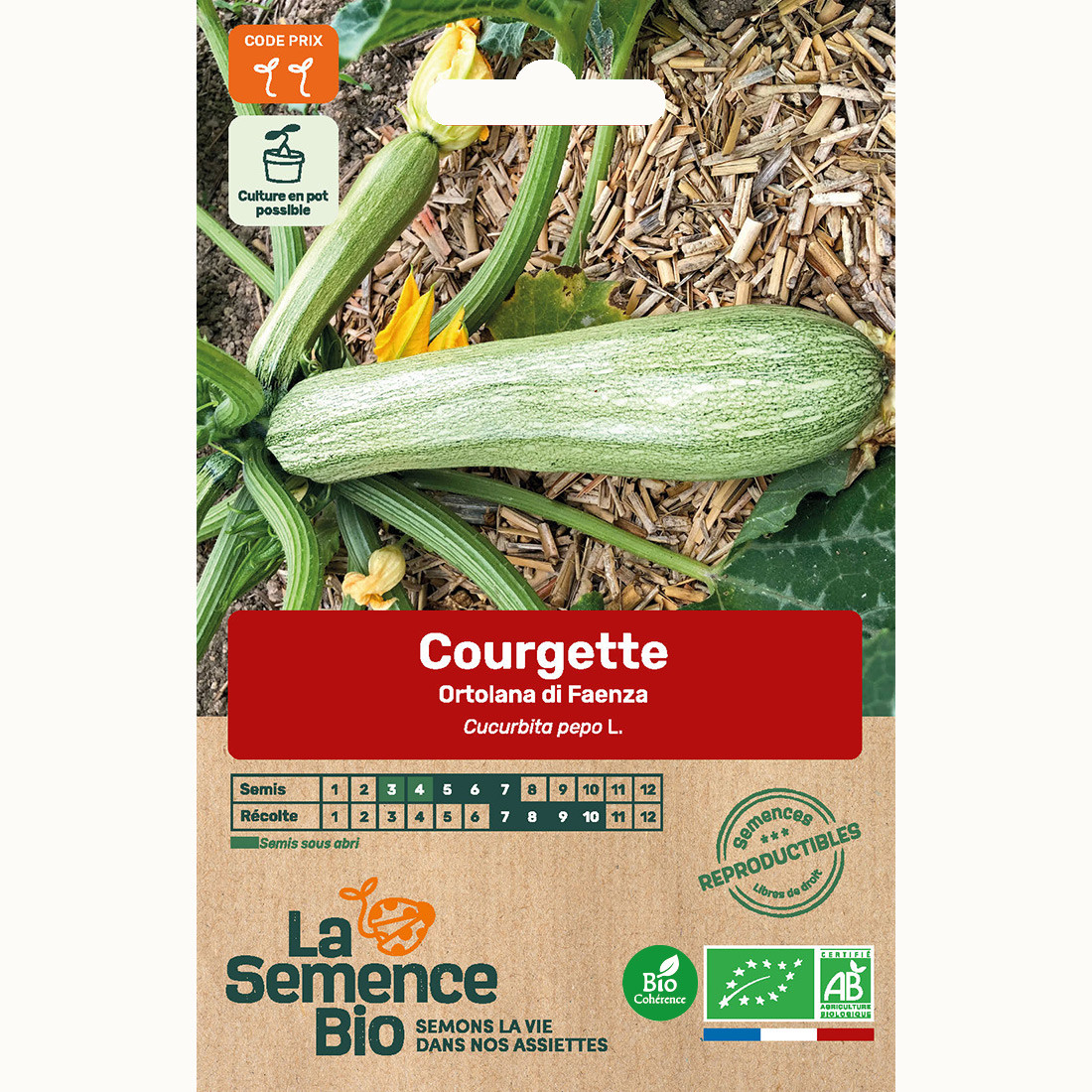 Courgette ortolana di faenza - graines b