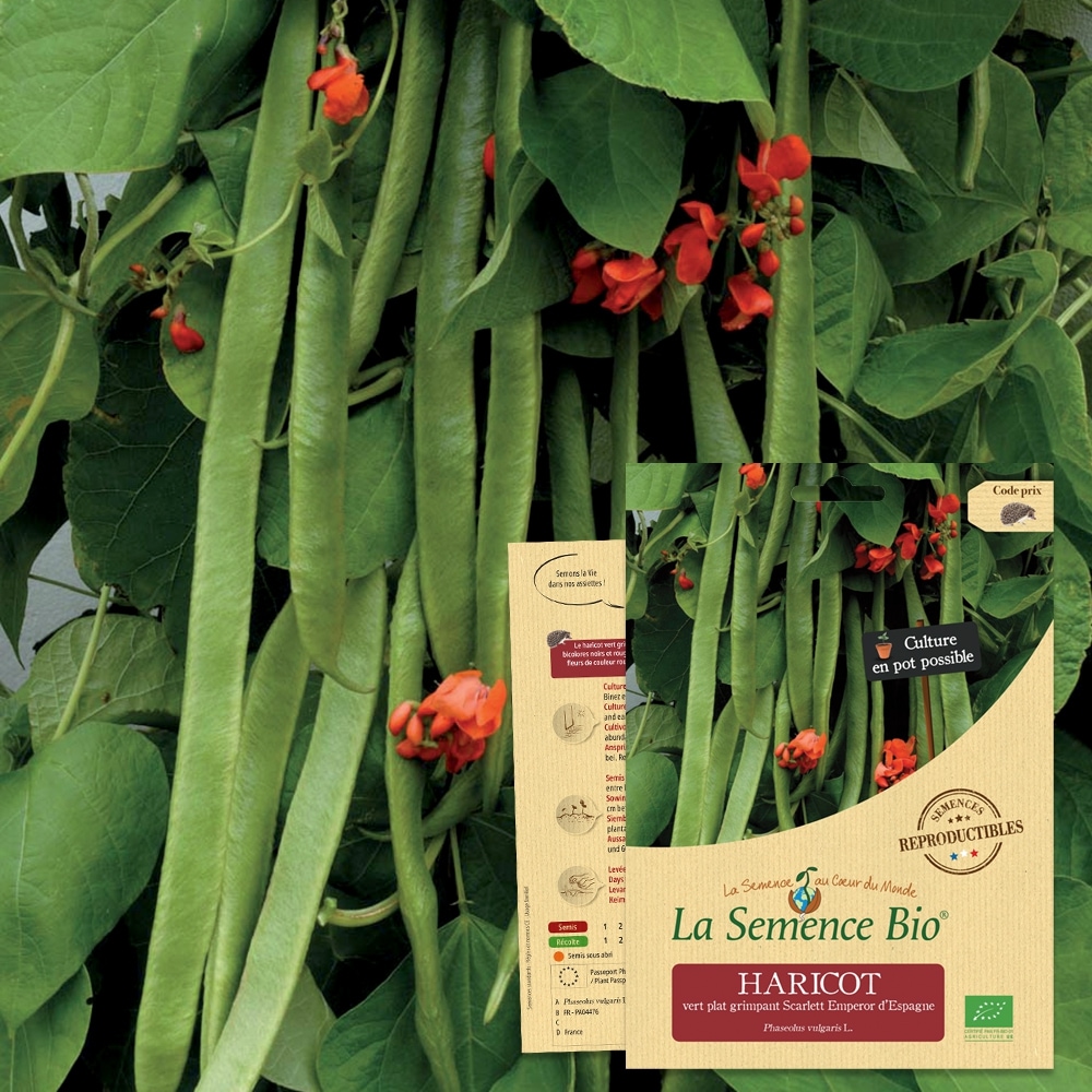 Haricot vert grimpant d'espagne scarlett