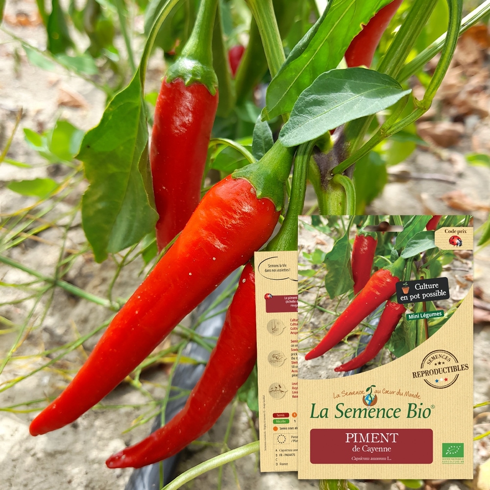 Piment de cayenne bio