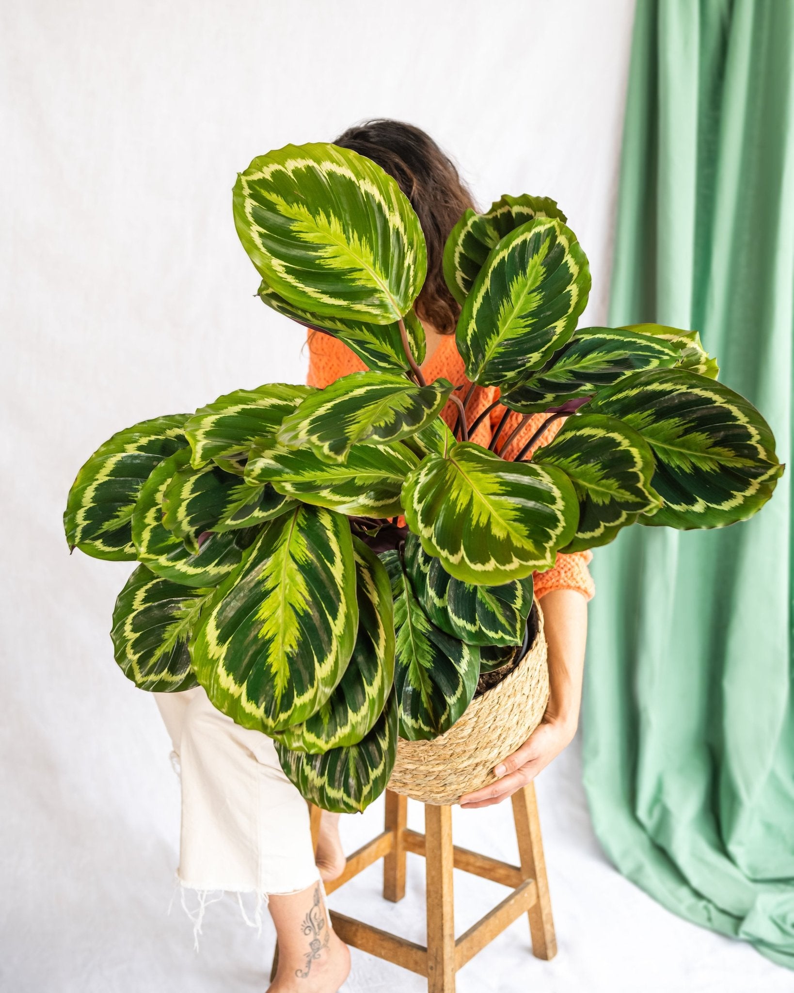 Calathea médaillon