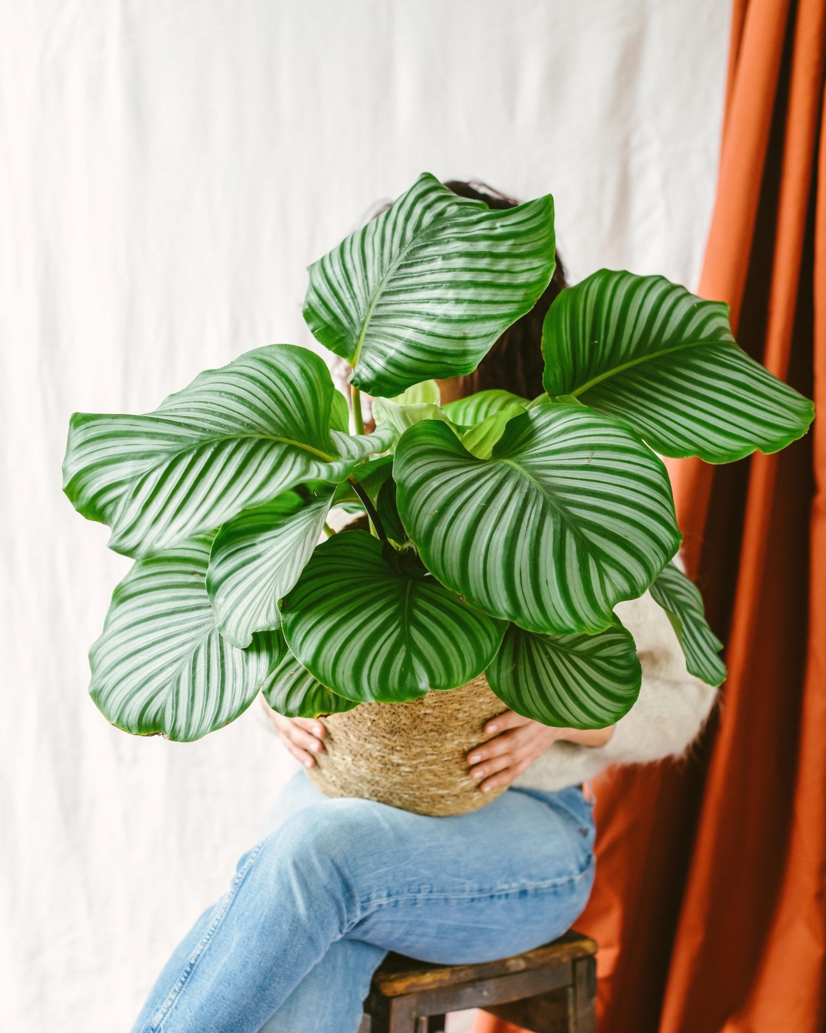 Calathea orbifolia