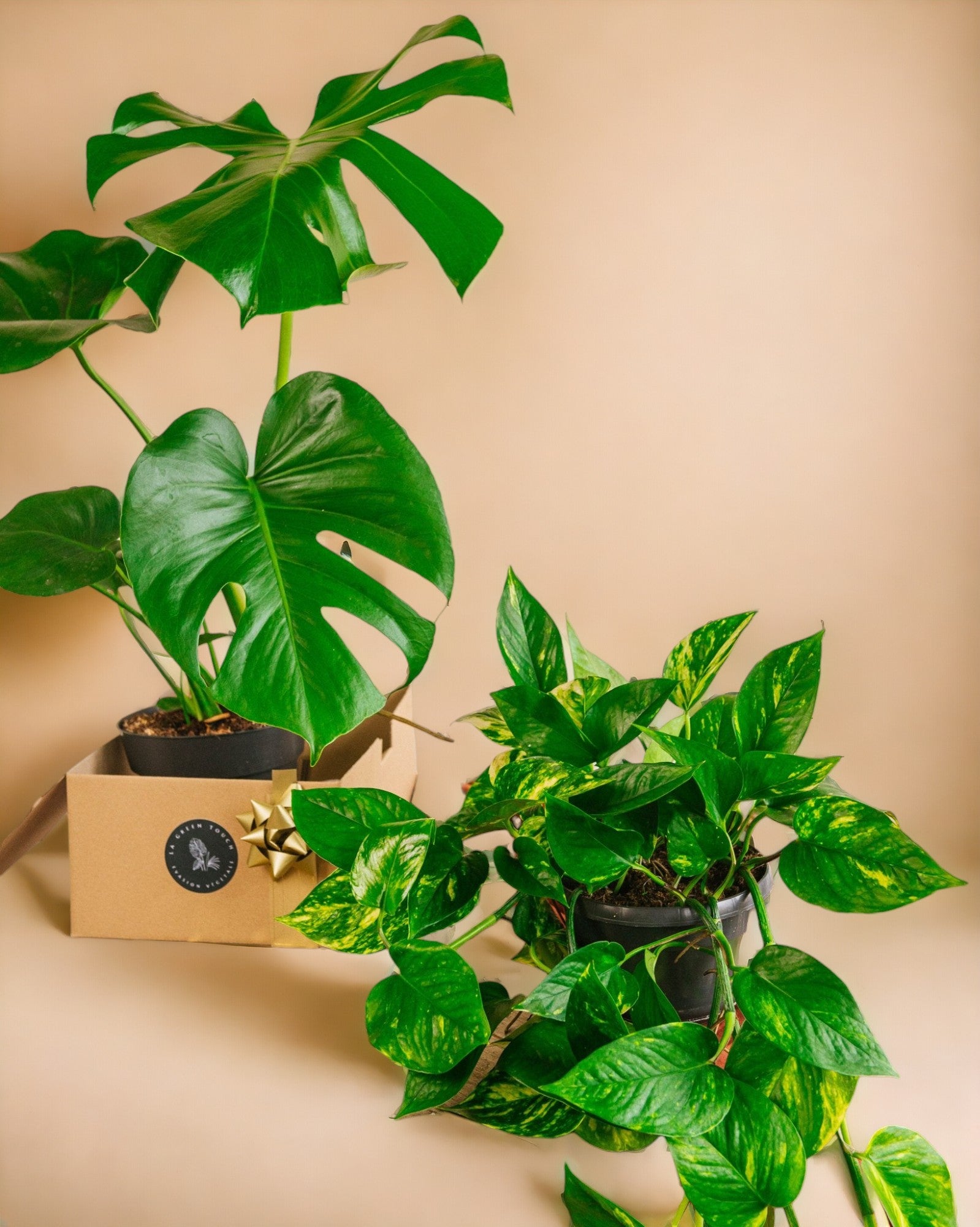 Duo de plantes star - monstera & pothos