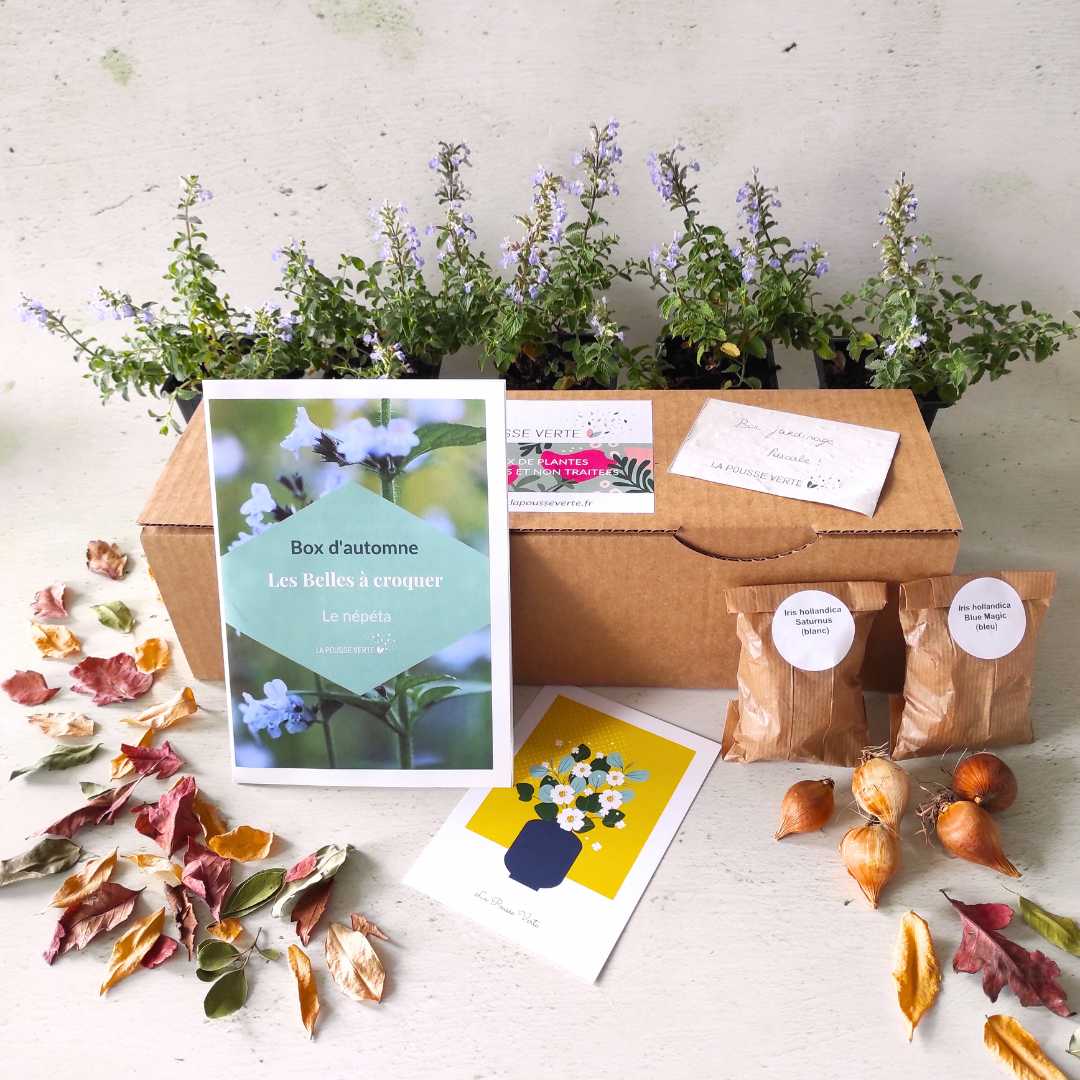 Box de plantes fleuries comestibles