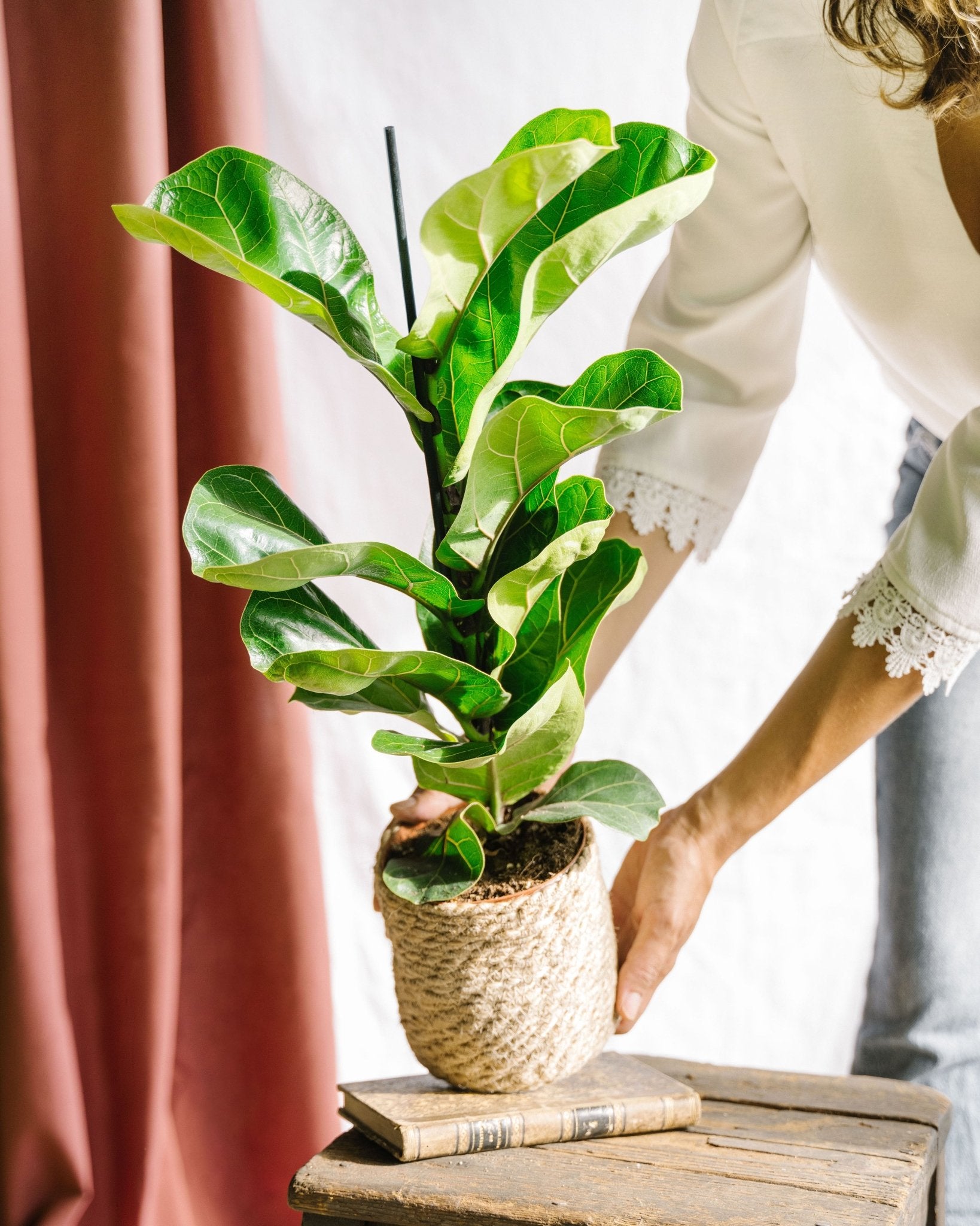 Ficus lyrata bambino