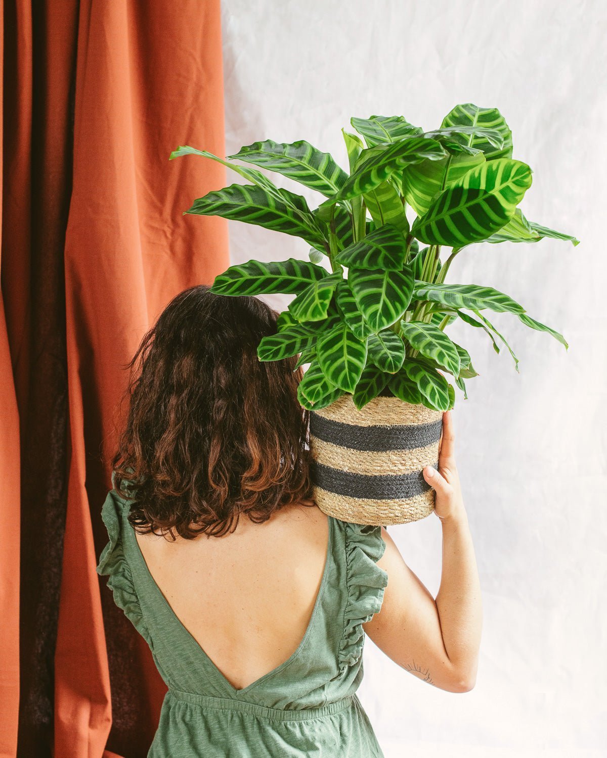 Calathea zebrina