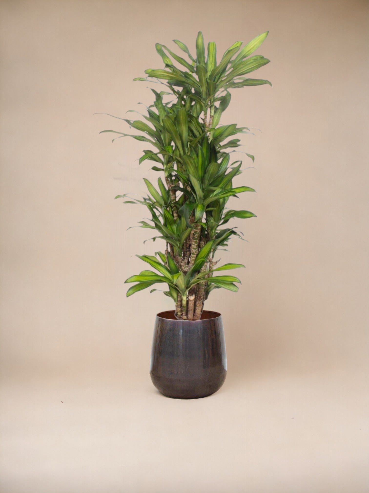 Dracaena eve 160cm - plante d'intérieur
