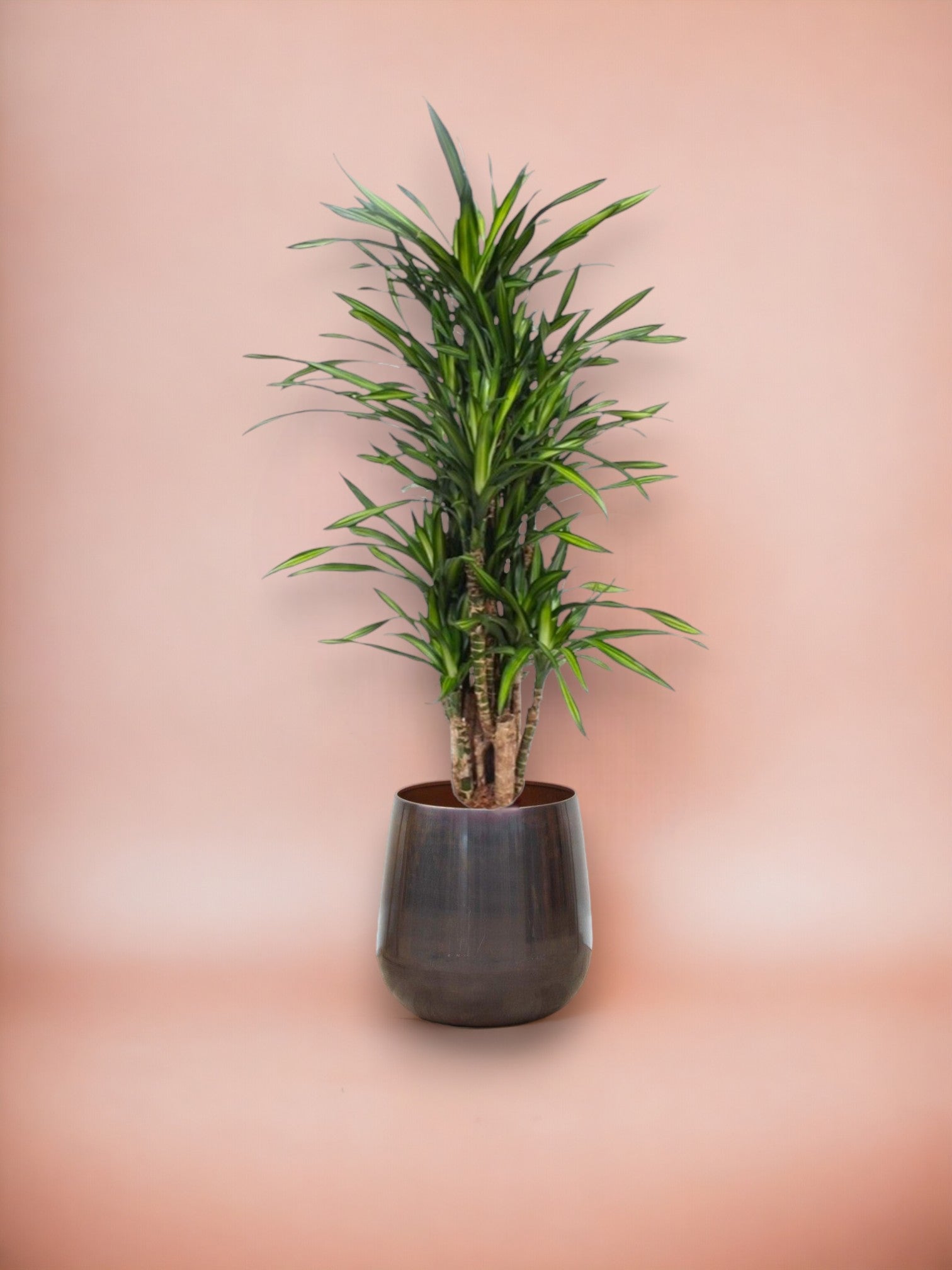 Dracaena riki 140cm - plante d'intérieur