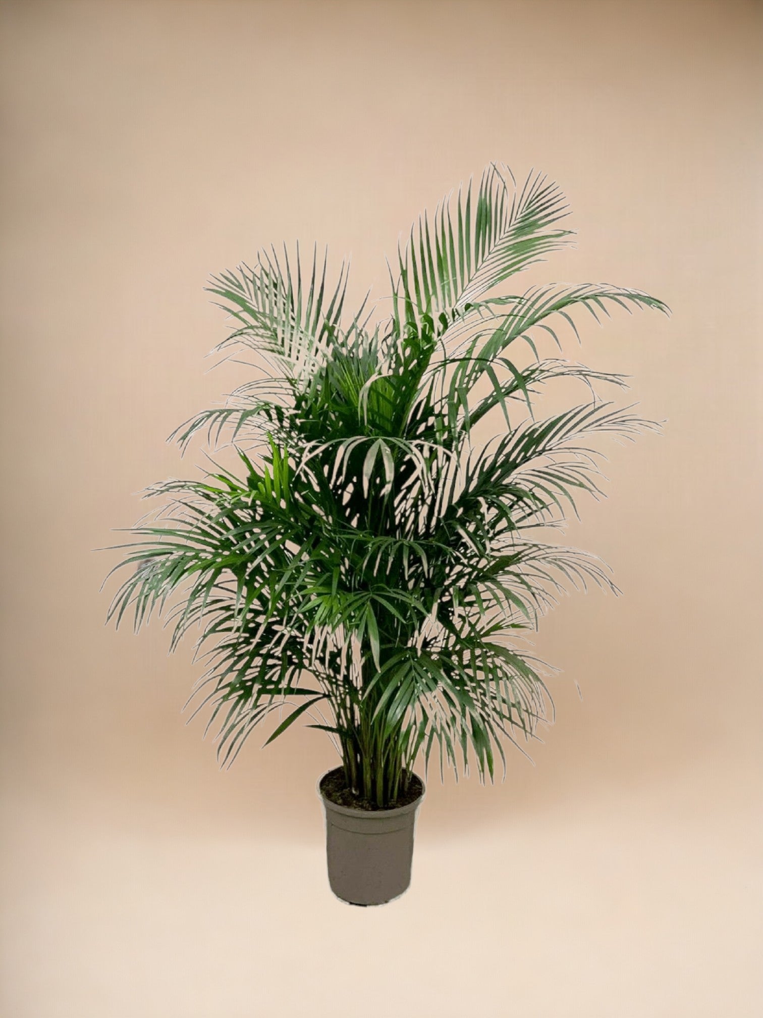 Areca palmier 160cm - plante d'intérieur