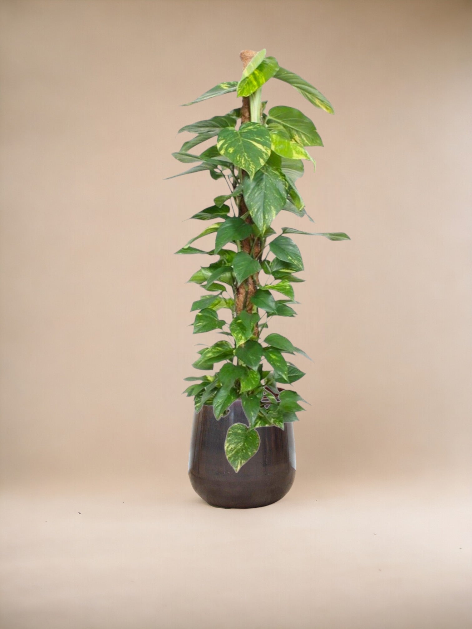 Epipremnum aureum pothos