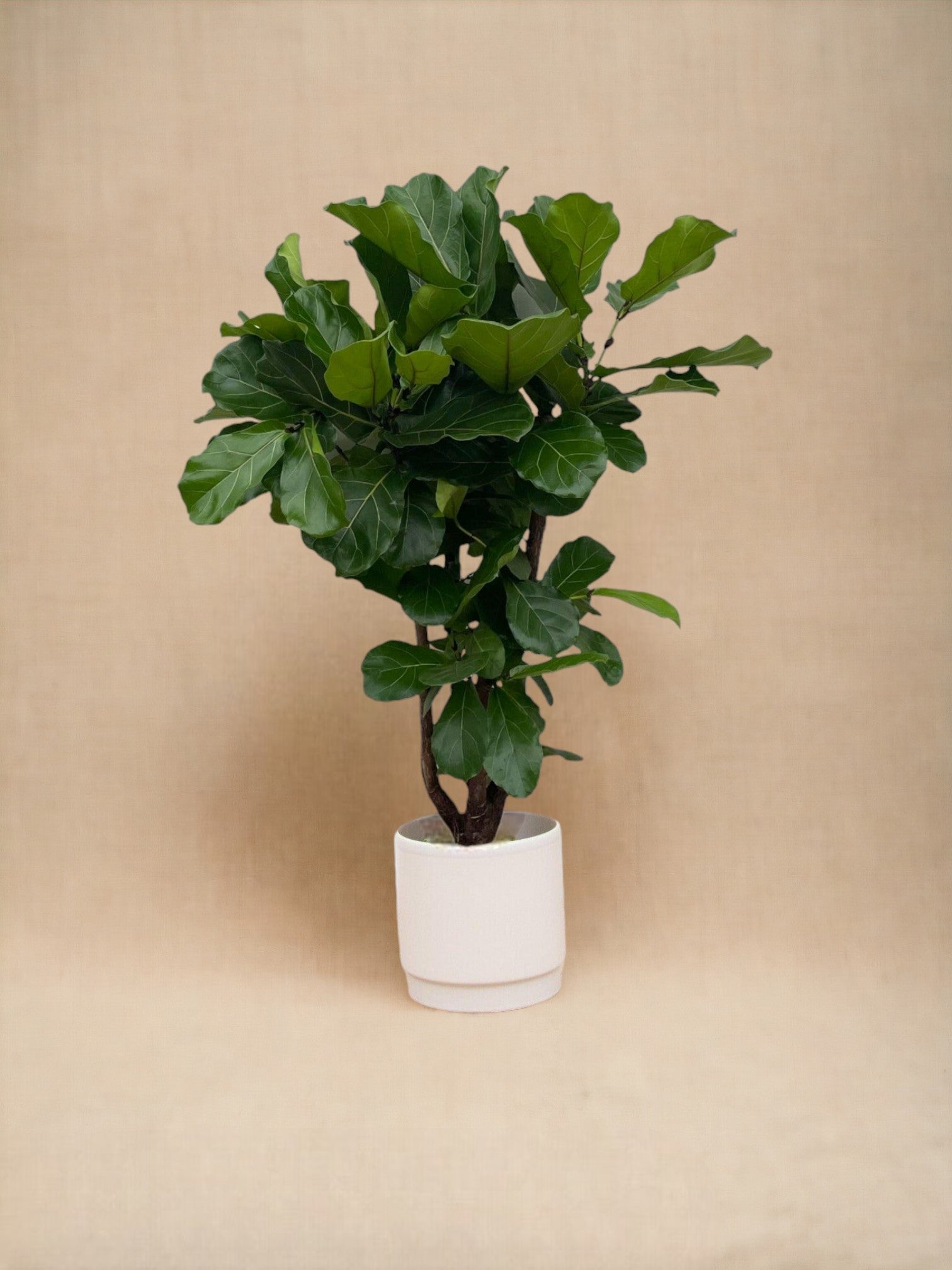 Ficus lyrata 160cm - plante d'intérieur