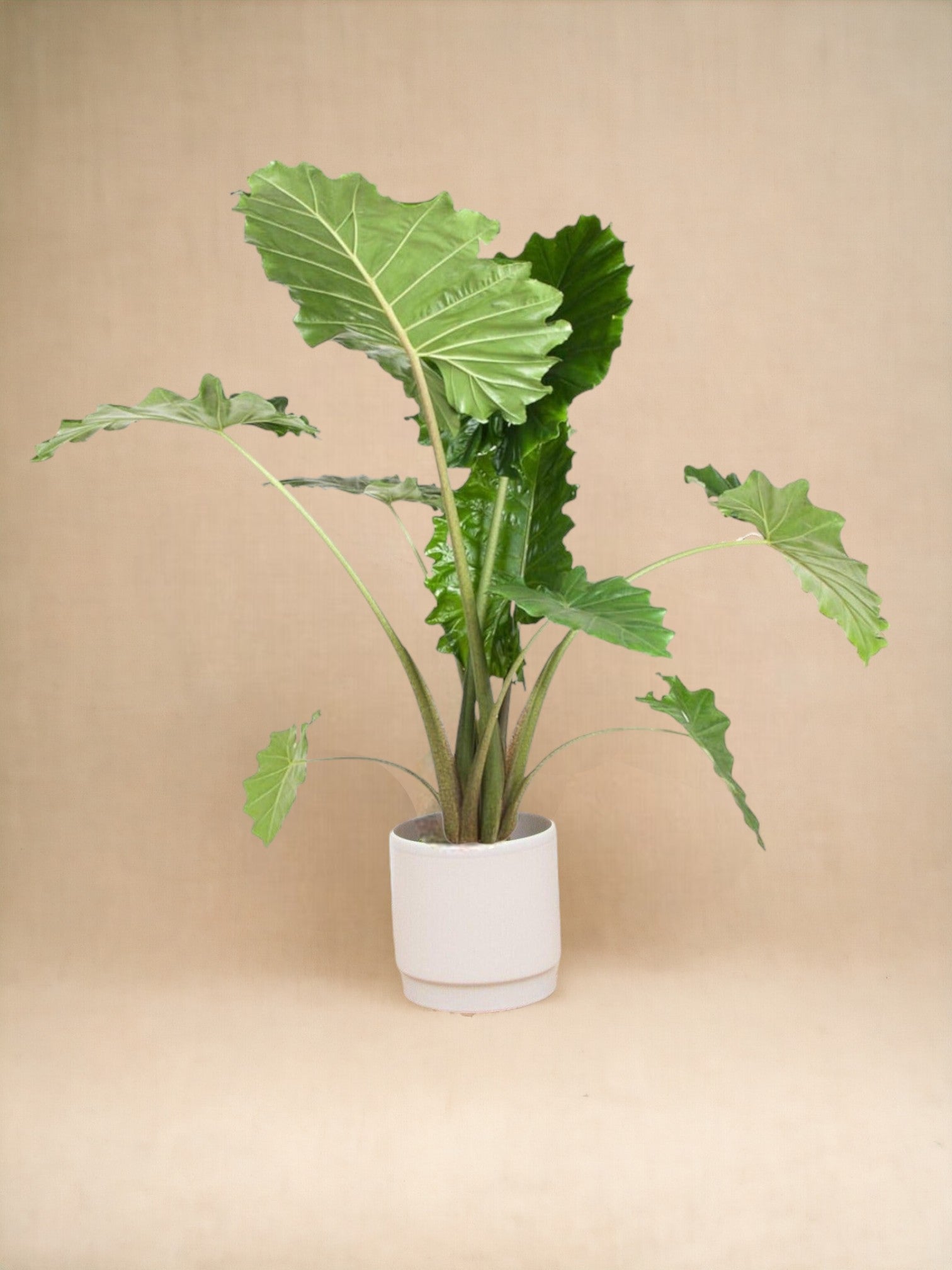 Alocasia portodora