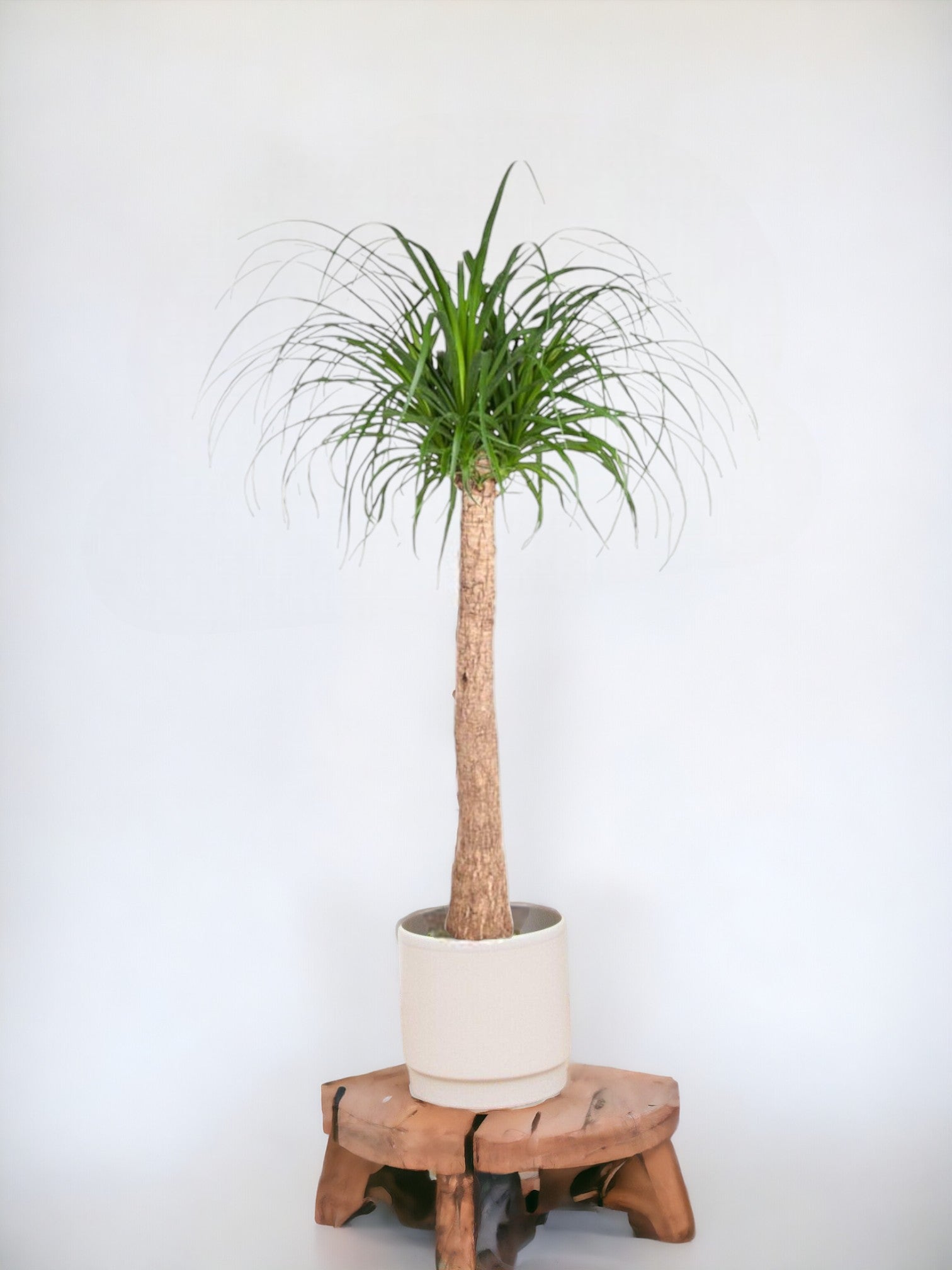 Beaucarnea 130cm - plante d'intérieur