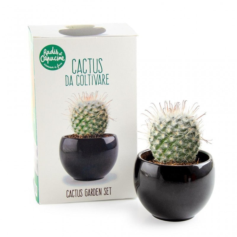 Kit cactus