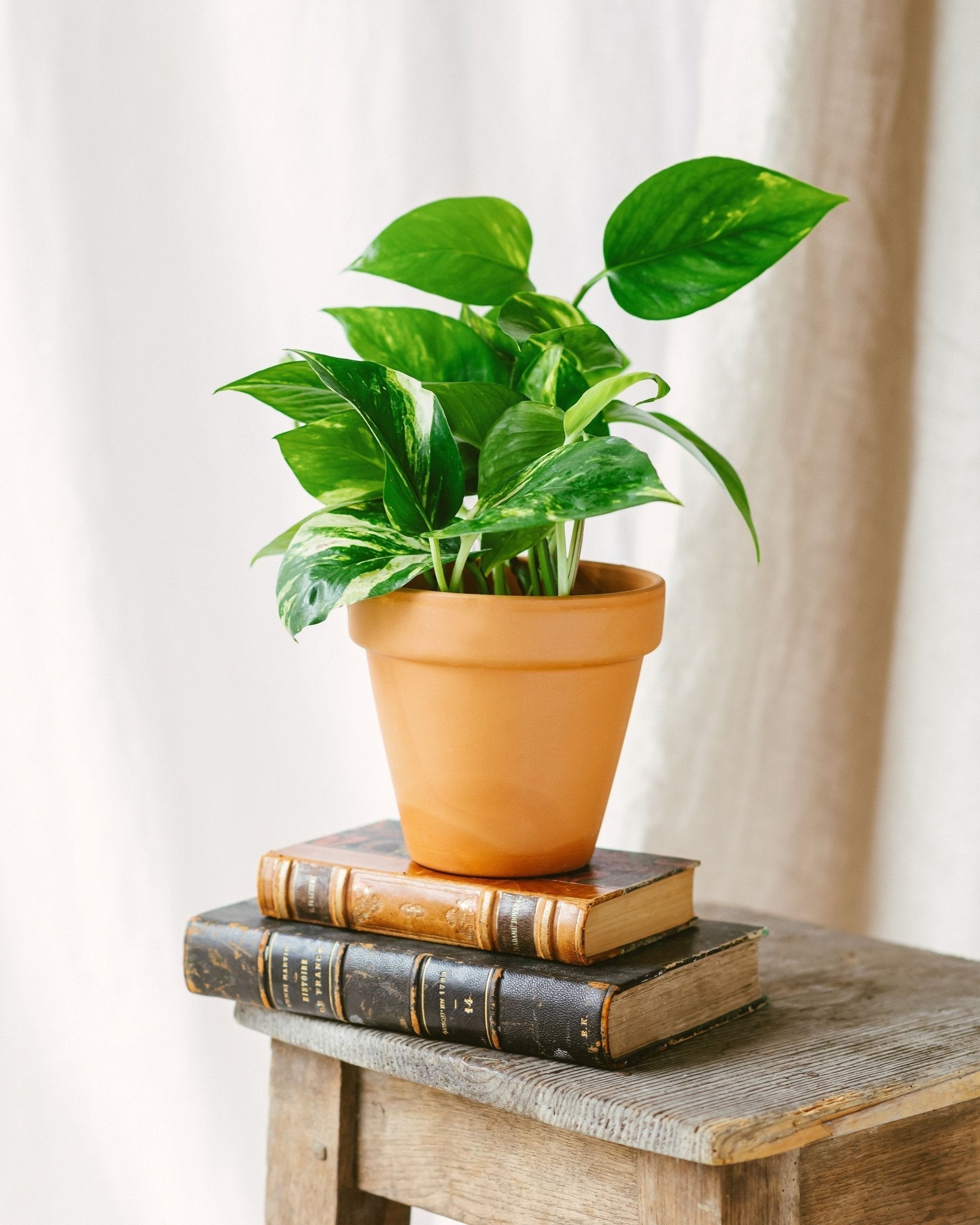 Pothos scindapsus aureum