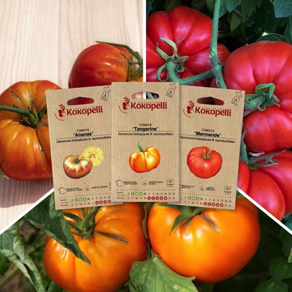 Tomates pour salade - 3 sachets bio