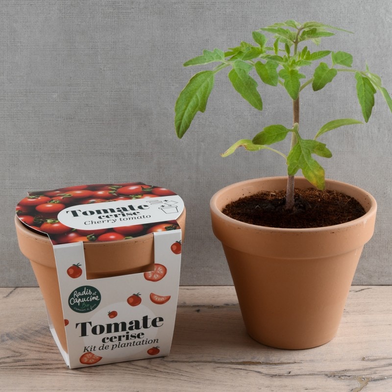 Pot terre cuite - tomate cerise bio