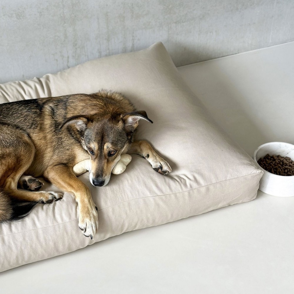 Star, coussin grand chien crème xxl