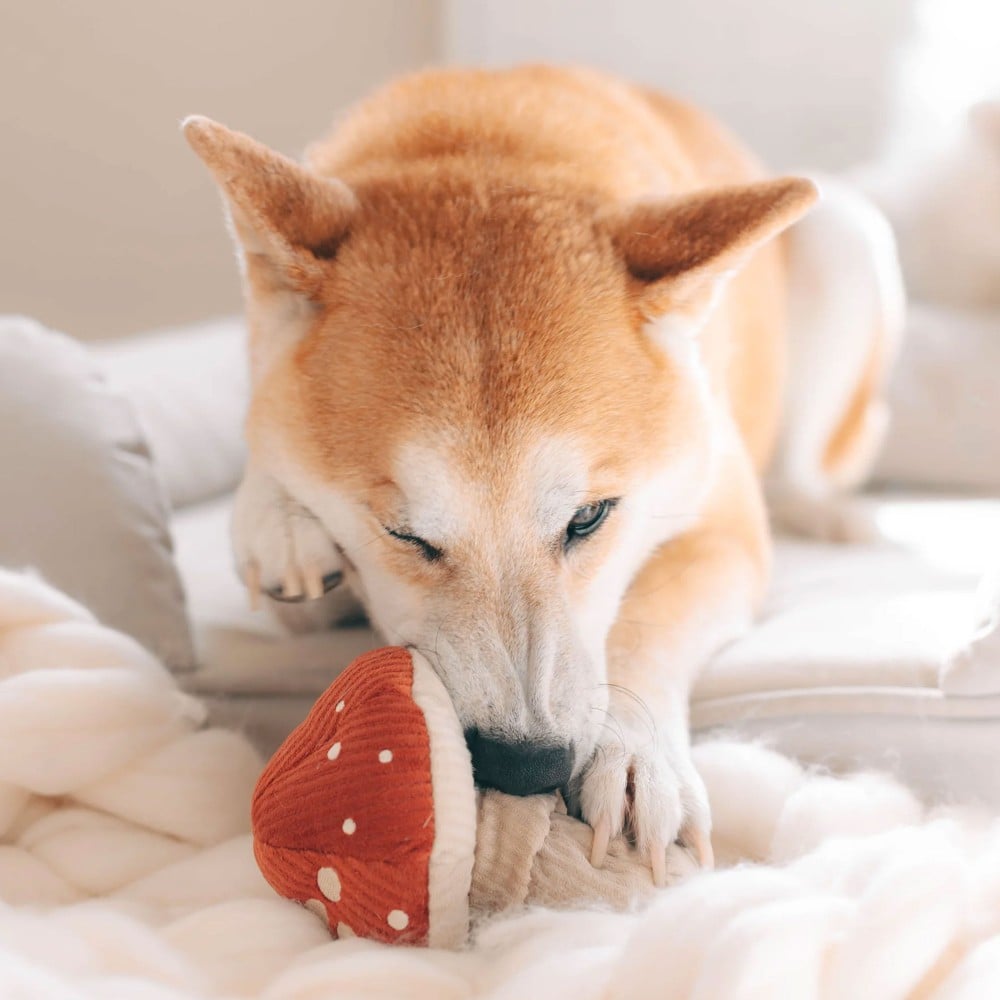 Shroom, jouet d'occupation pour chien