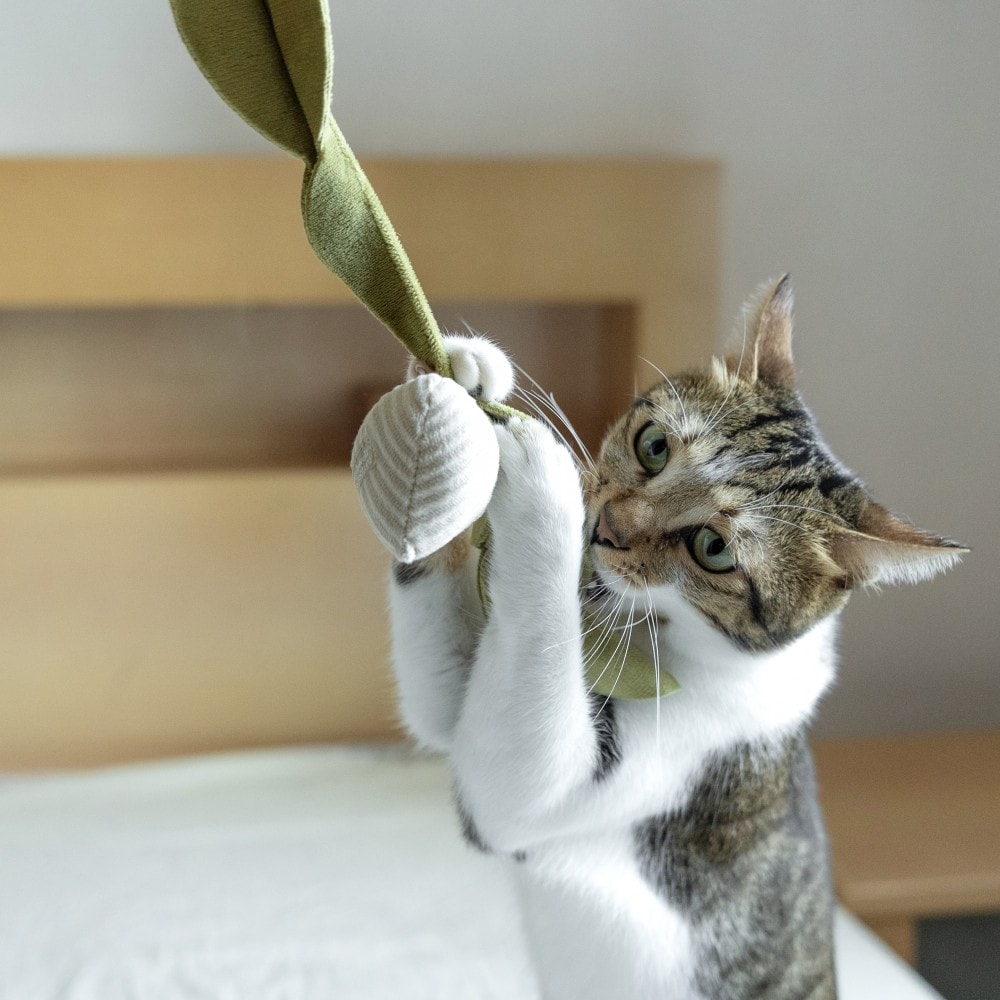 K rad, jouet herbe à chat, radis blanc