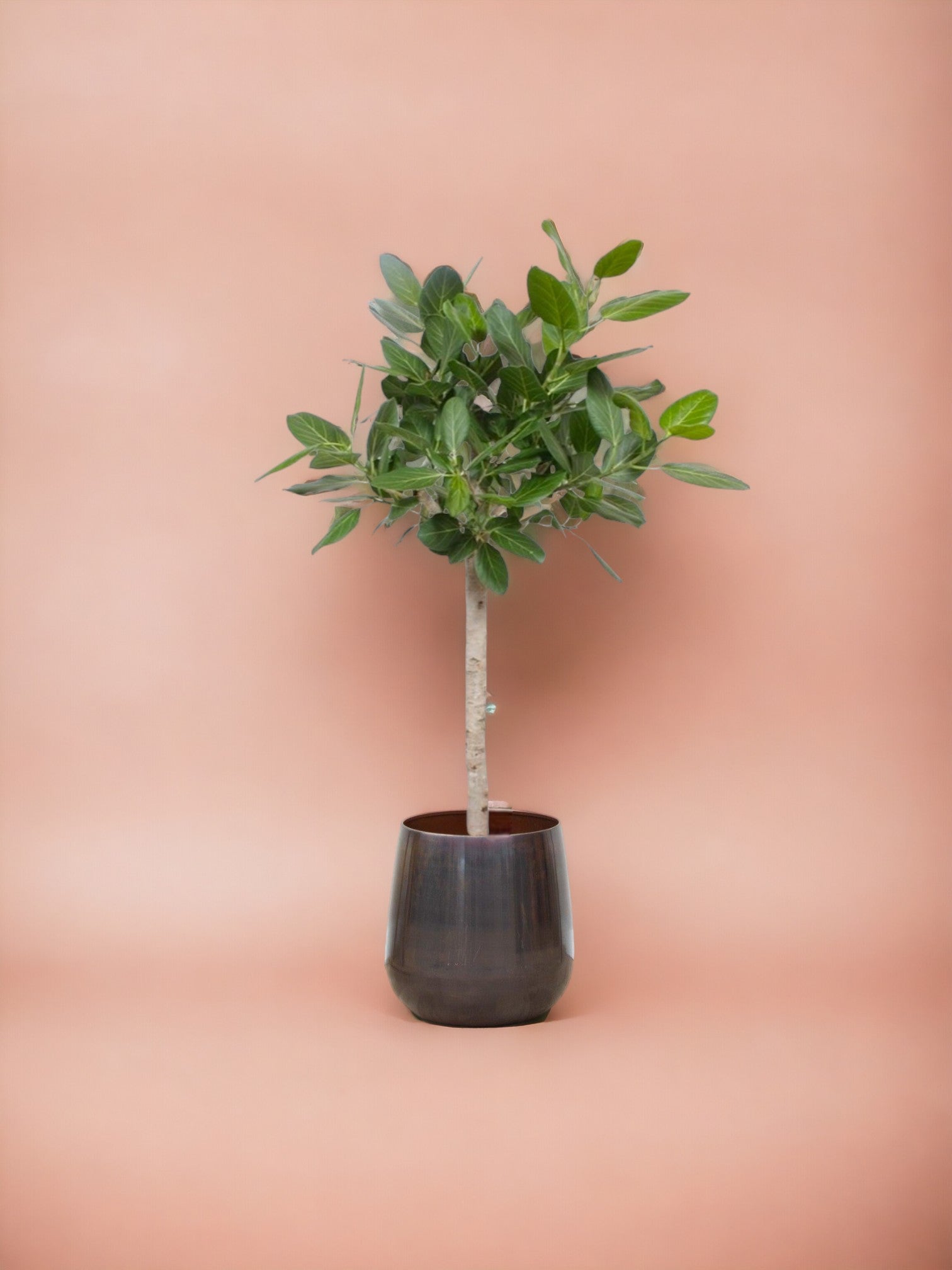 Ficus audrey benghalensis