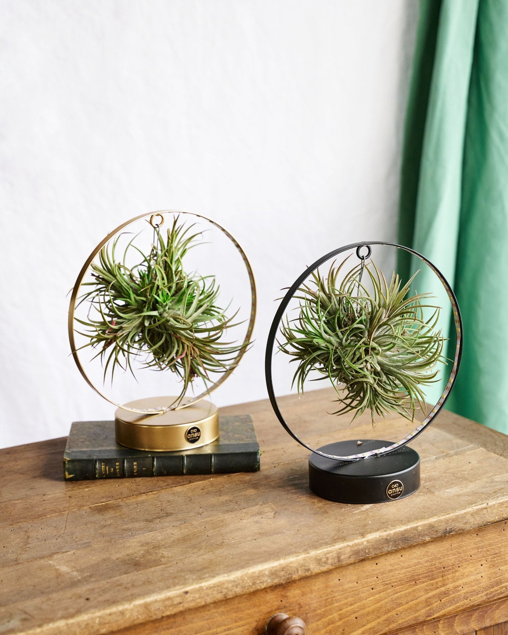 Duo de tillandsia socle led edition