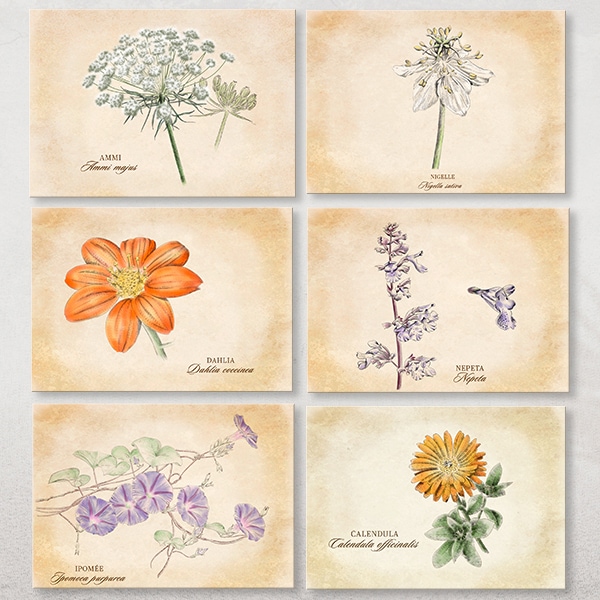 14 cartes postales plantes médicinales