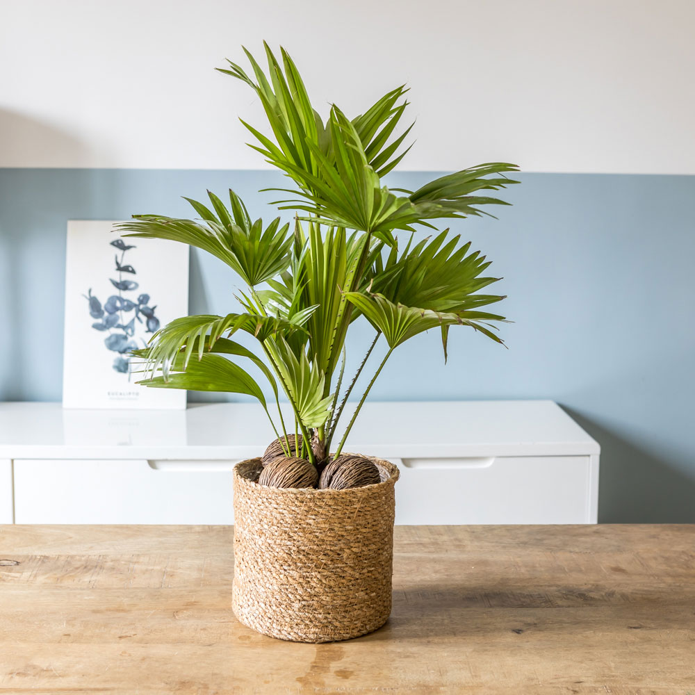 Palmier intérieur livistona + cache-pot