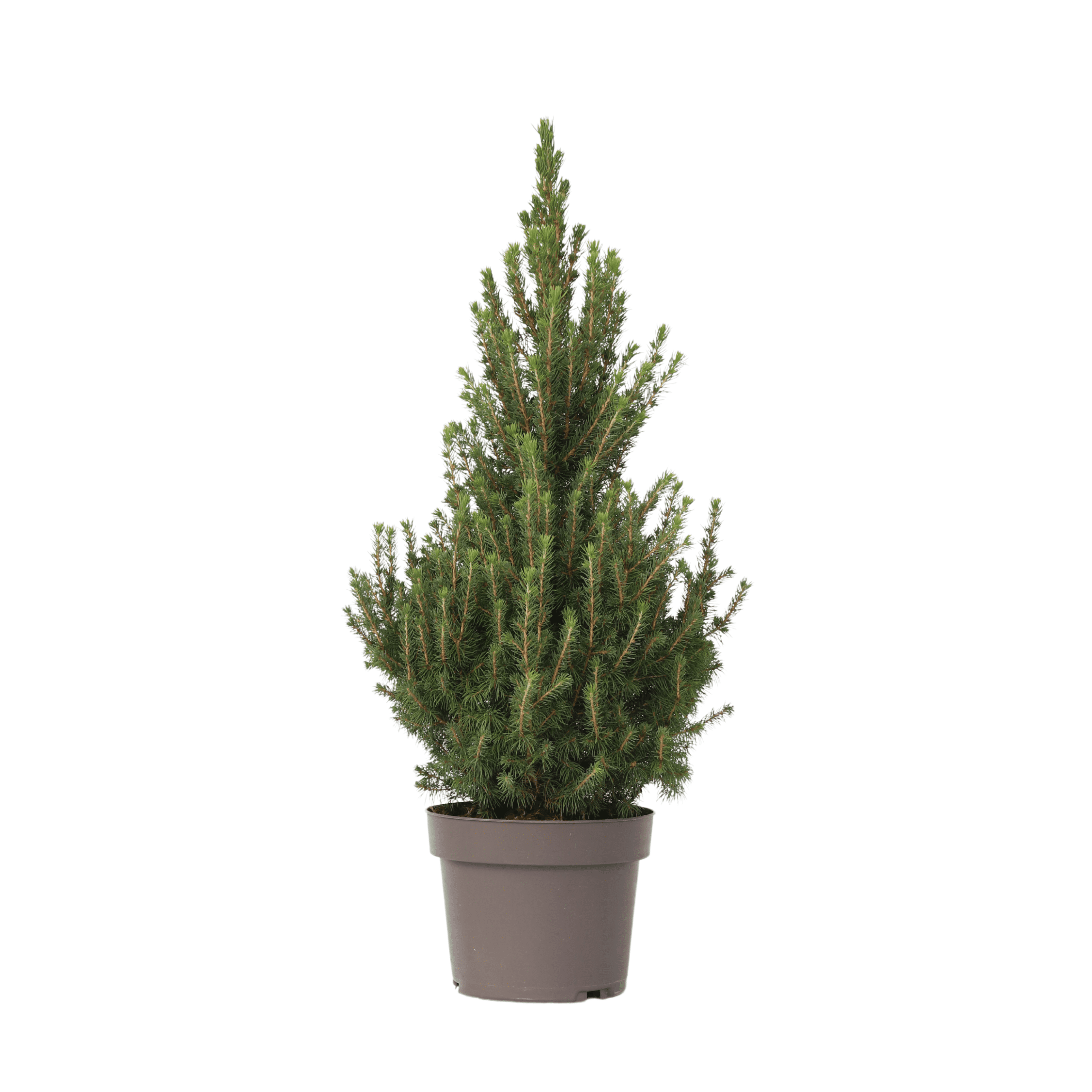 Picea glauca conica 'december'