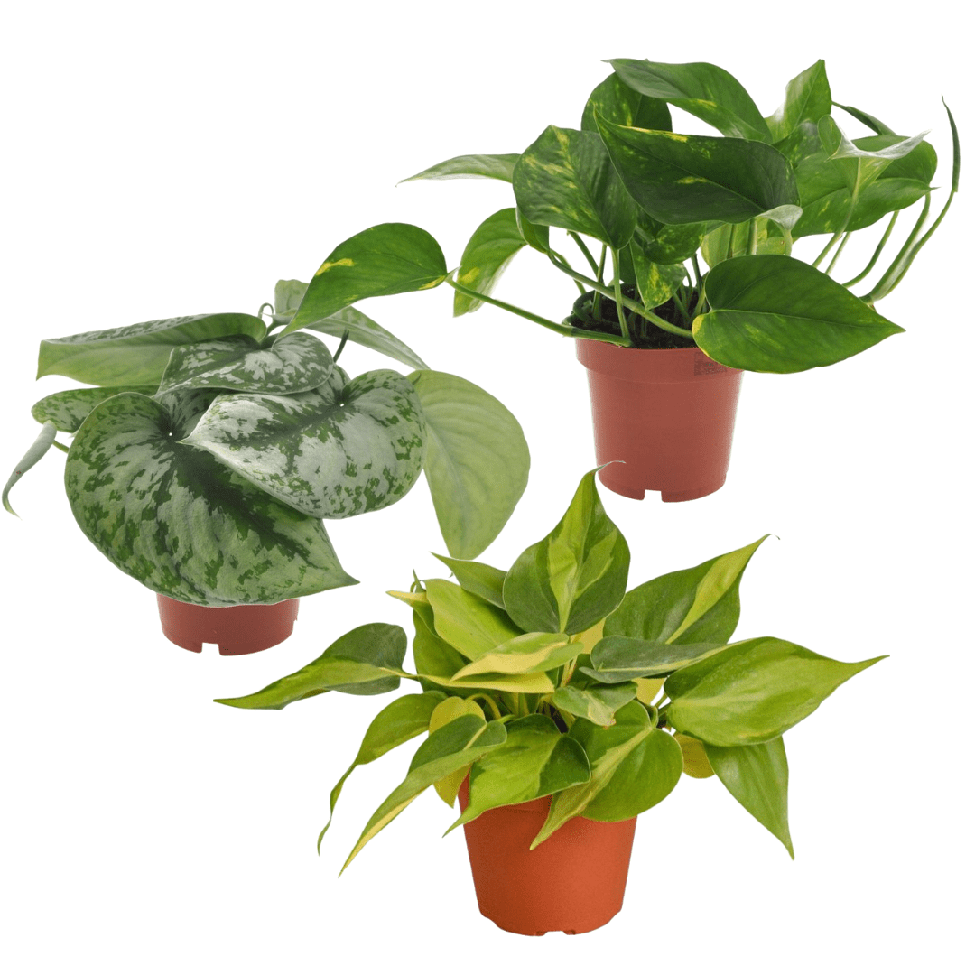 Plantes epipremnum - mélange de 3