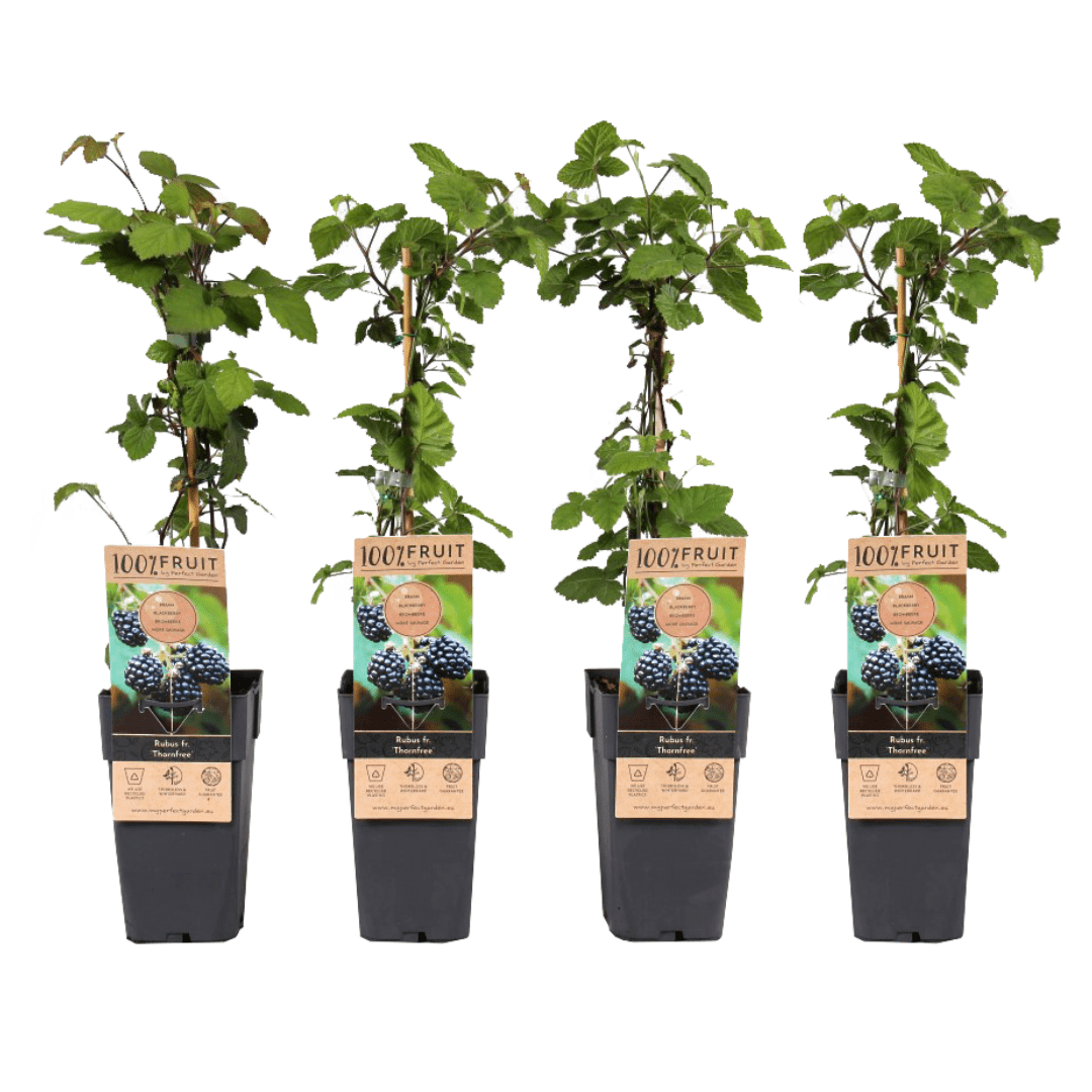 Rubus fruticosus thornfree - set de 4