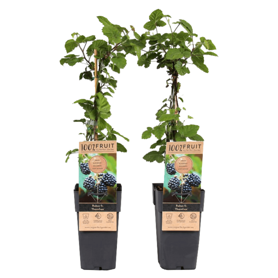 Rubus fruticosus thornfree - set de 2