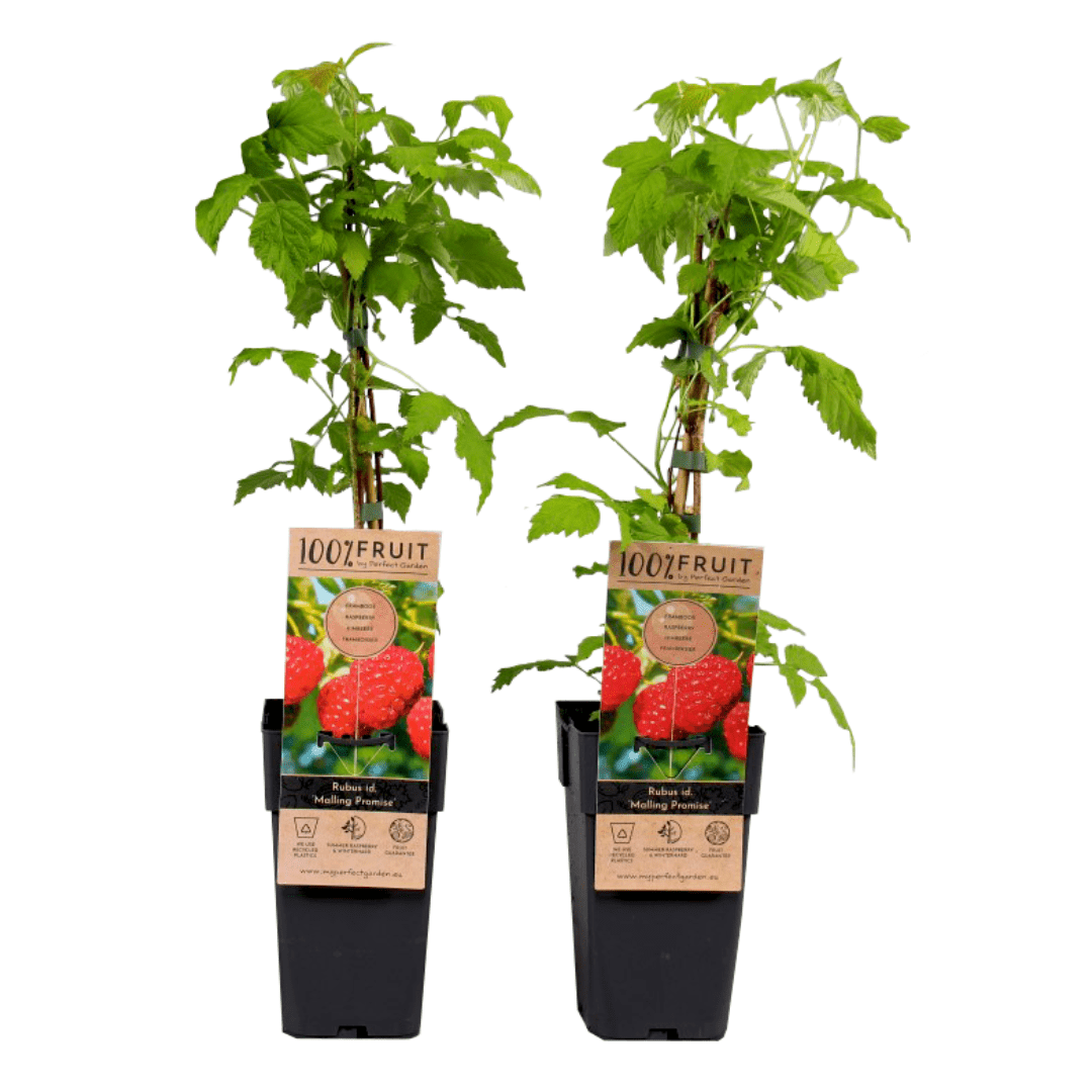 Rubus idaeus 'malling promise' - set de