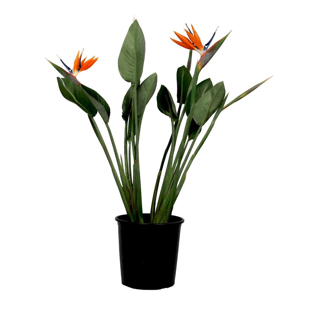 Strelitzia oiseau de paradis plante xl