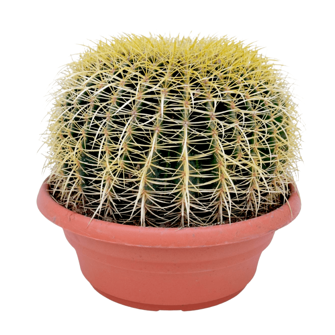 Echinocactus grusonii